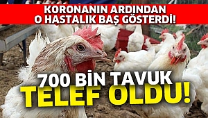 700 bin tavuk telef oldu!