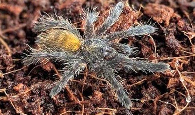 İnternetten tarantula satıyorlar