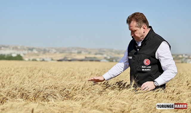 Silivri Belediyesi 1.600 dönüm buğday hasadını tamamlandı